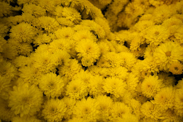 Beautiful yellow chrysanthemum flowers on rustic wood, selective focus.