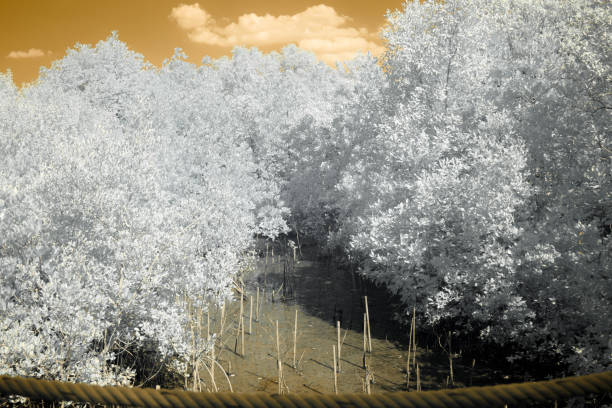 istock A dense forest captured in an infrared filter, transforming the foliage into a stark, white landscape with the sky above is a vibrant orange 2191716896