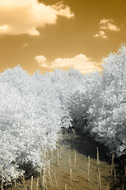 istock A dense forest captured in an infrared filter, transforming the foliage into a stark, white landscape with the sky above is a vibrant orange 2191716916