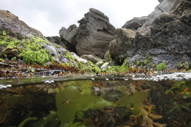 Seaweed and sand underwater and rocks and sky above
