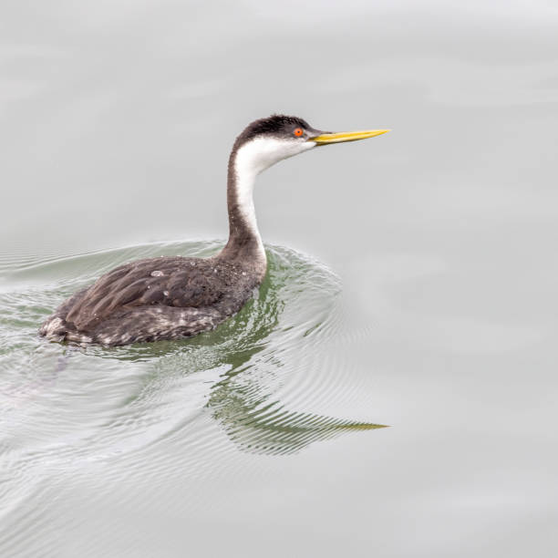 istock swimming western grebe at White rock, BC, Canada 2191717672