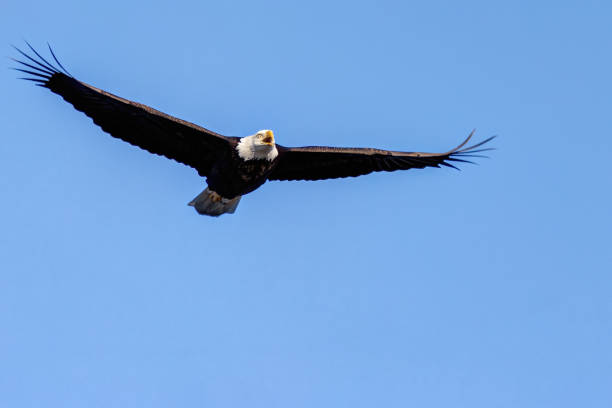 istock bald eagle flying in the sky, Delta, BC, Canada 2191717683