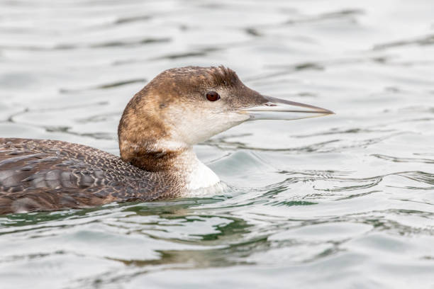 Common Loon swimming, Surrey, BC, Canada