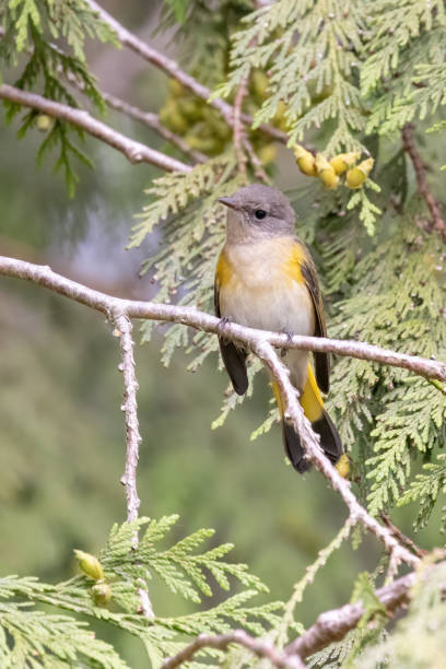 istock American Redstart perched on tree branch, Vancouver, BC, Canada 2191717732
