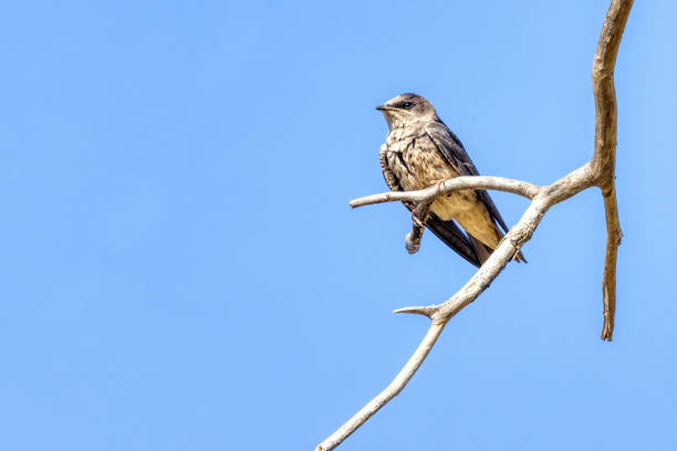 istock purple swallow perched on a tree branch 2191717798