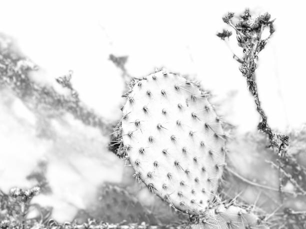 istock Prickly Pear Cactus in Black and White 2191717807