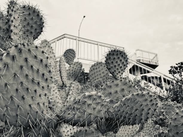 A black and white photograph of a cluster of Prickly Pear Cacti (Opuntia) growing in the foreground, with an urban landscape including a building and a balcony in the background.