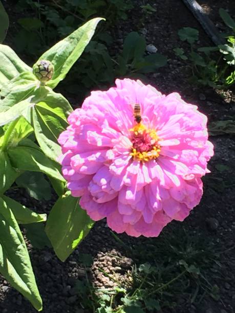 istock Bee on a Vibrant Pink Zinnia Flower 2191717909