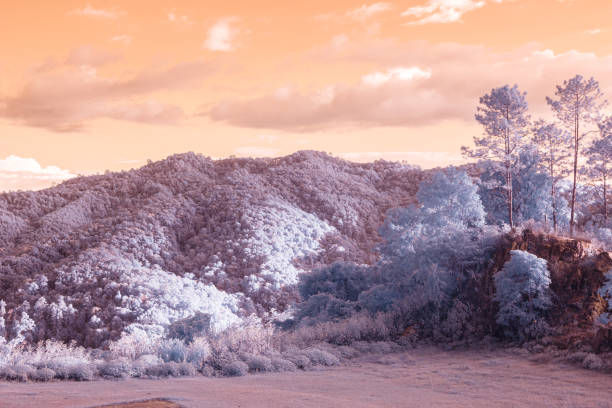 The trees and foliage in the image have a muted, pastel color palette. They appear in shades of lavender, light gray, and pinkish-white, giving the scene a stylized, almost ethereal quality. The effect is likely due to the use of infrared or other specialized photography techniques. The sky above the trees is a soft peachy-orange color, suggesting either sunrise or sunset. The hillside in the middle ground is densely wooded with various shades of muted greens, grays, and pinks.  The texture of the vegetation is discernible.