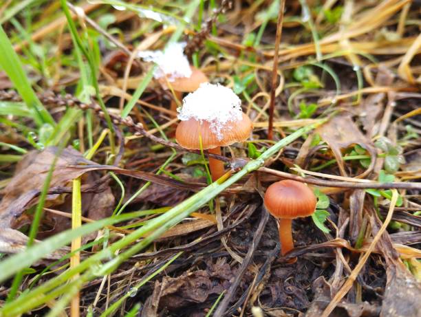 Row of brown toadstools in green grass with snow crystals on the cap. Winter natural background.