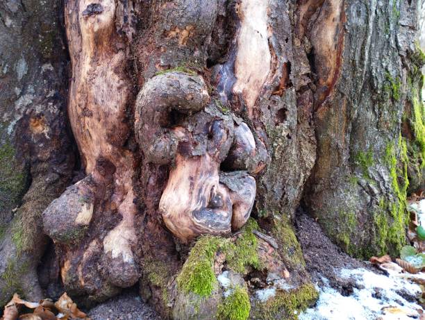 Abstract view of a beech tree with its roots exposed due to soil erosion around it, colour, horizontal format.