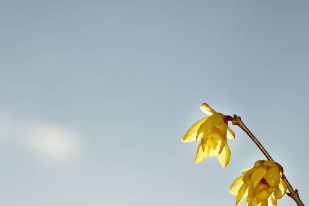 Winter plum blossoms blooming under the cold sky. A sweet fragrance floats in the air.