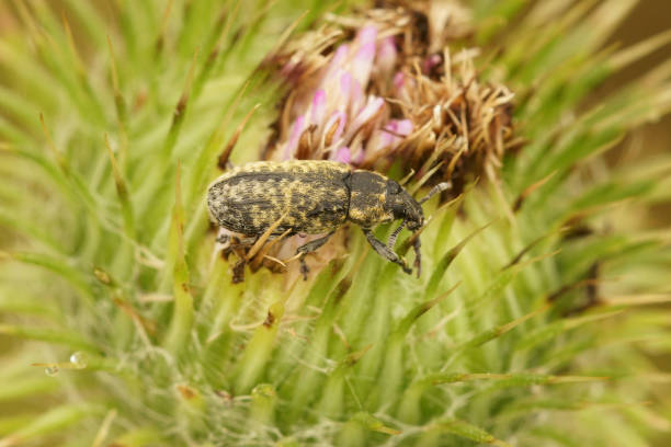 istock Closeup on a European gold dusted weevil, Larinus planus, which parasite thistles 2191720735