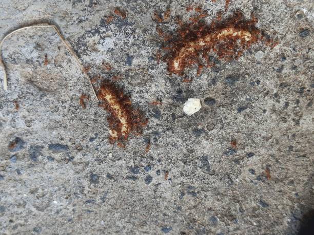 istock Fire or red ants eating food in group. 2191721909