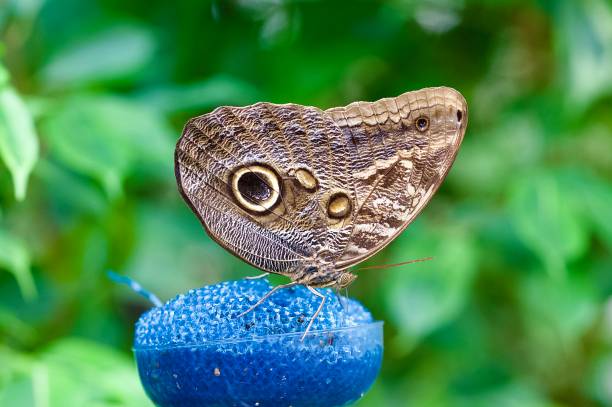 Owl butterfly Maligo Caligo butterfly perched on a blue sponge