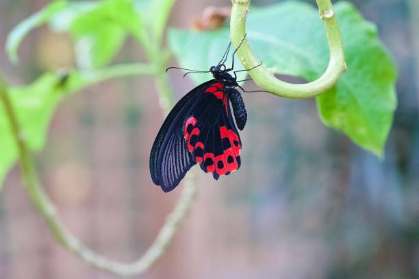 Swallowtail butterfly Scarlet Mormon