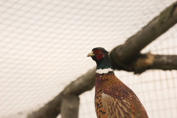 istock pheasant on the farm, colorful bird sits on a tree 2191723909