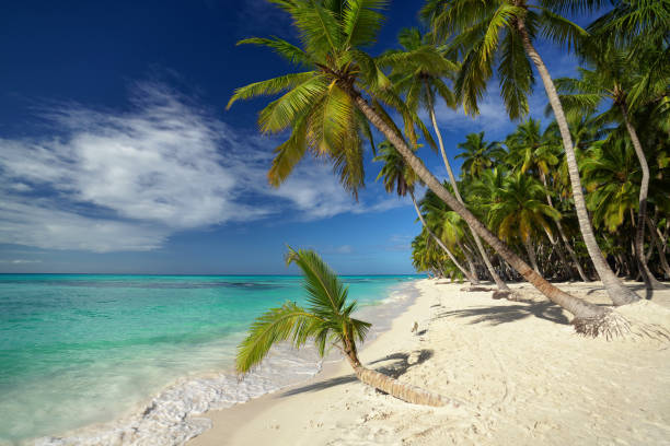istock vacations on a caribbean white sand beach with palm trees, blue sky and blue water 2191724039