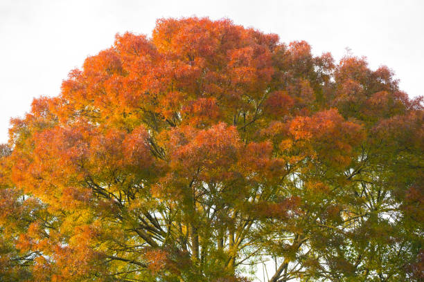 Multicolored foliage of palmate maple