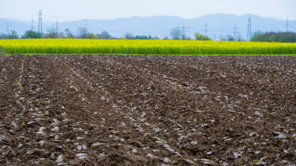 istock Brown arable by yellow buckwheat field 2191724091