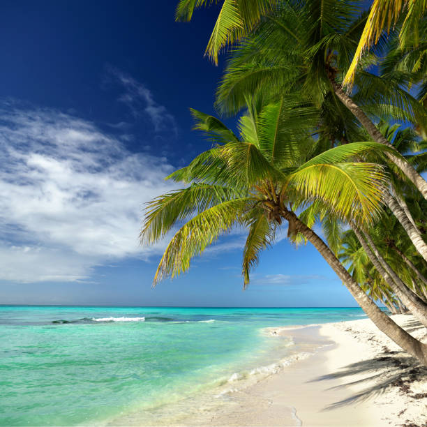 istock Caribbean white sand beach with palm trees, blue sky and turquoise water 2191724602