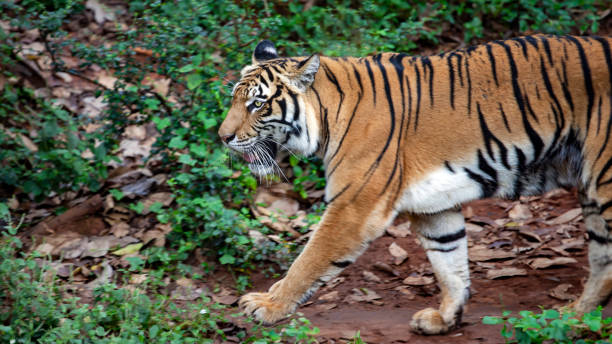 istock Tiger sneaking in the thicket of the forest 2191725789