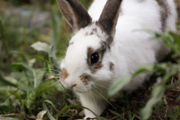istock white rabbit with upright ears, sitting on grass, Easter bunny in the meadow, funny pet on the lawn, wildlife in the greenery. 2191725805