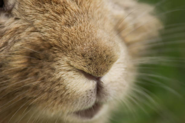 nariz de coelho fofo no focinho do rosto de perto - rabbit nose - fotografias e filmes do acervo