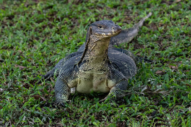 istock Asian water monitor lizard, standing on grass. 2191726410