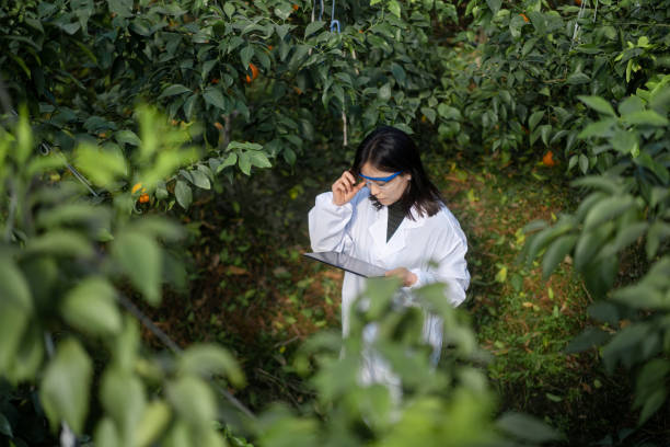 istock Agricultural scientists are working with digital  tablet in the orange orchard. 2191727575