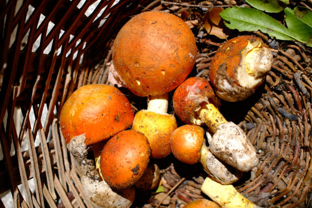 istock natural forest mushrooms as autumn fruit 2191730301
