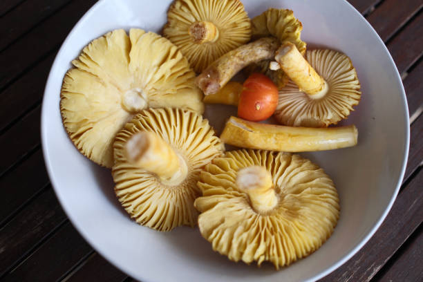 natural forest mushrooms as autumn fruit for cooking