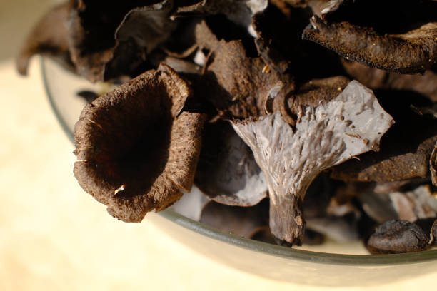 istock natural forest mushrooms as autumn fruit 2191730337