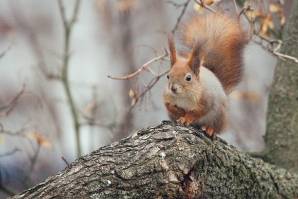 istock Squirrel in the garden 2191730382