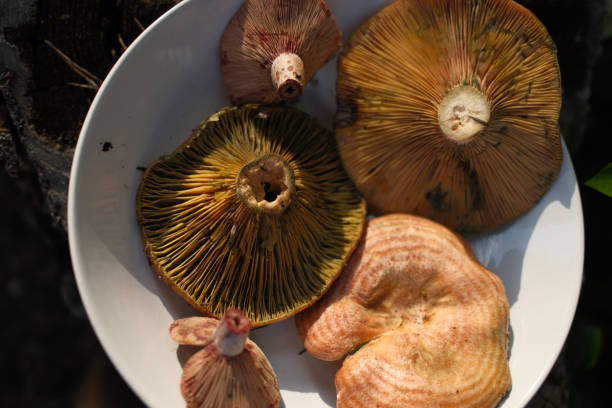 natural forest mushrooms as autumn fruit for cooking
