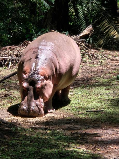 istock A hippo looking for food. 2191731121