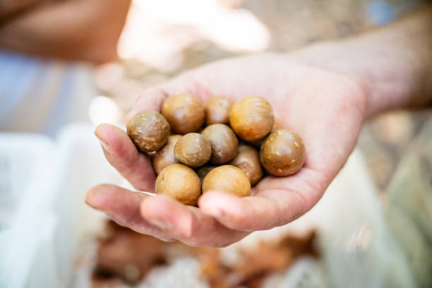 Close-up of female hand holding bushfood indigenous to Australia and native to central and southeastern Queensland.