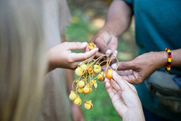 Over the shoulder view with focus on fruit held by Aboriginal farmer and children learning about food eaten by indigenous people for thousands of years.