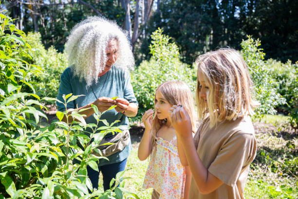 istock Native farmer introducing Lemon Scented Myrtle to children 2191731573