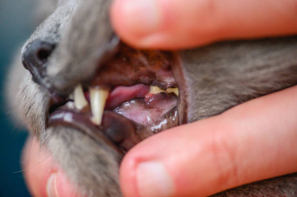 istock FORL Feline Tooth Resorption Disease 2191732815