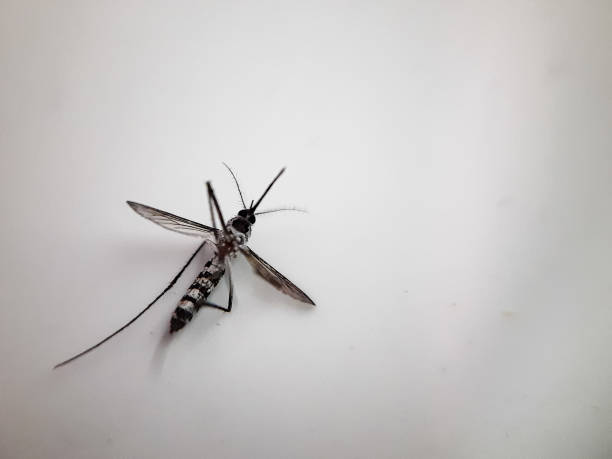 istock Lifeless Mosquito on Floor After Insect Repellent Exposure 2191734656