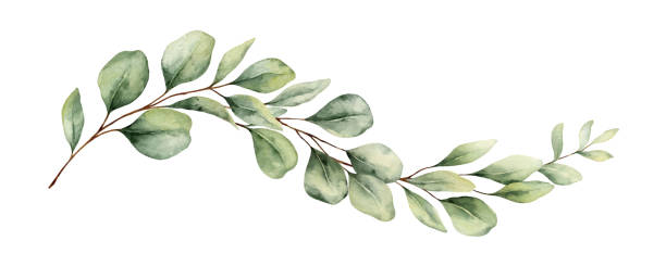 ilustrações de stock, clip art, desenhos animados e ícones de watercolor vector wreath with green eucalyptus leaves and branches. greenery clipart for wedding invitation, greeting cards, save the date, stationery design. hand drawn illustration. - folha-de-eucalipto