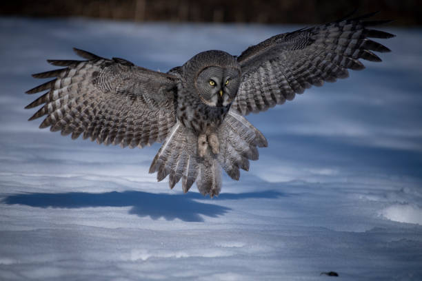 istock Hunting Great Grey Owl (Strix nebulosa) in winter 2191735063