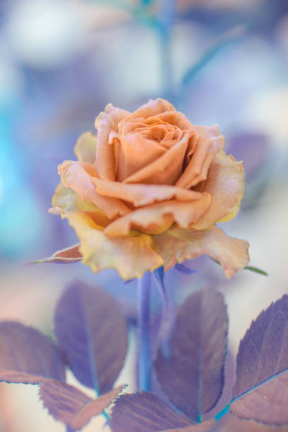 istock Flower Series : Macro Shot of Toffee Rose 2191735874