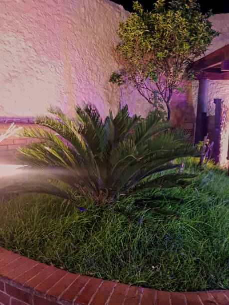 istock Small palm tree gracefully growing in a home garden at night. Soft lighting casts a subtle glow 2191736358