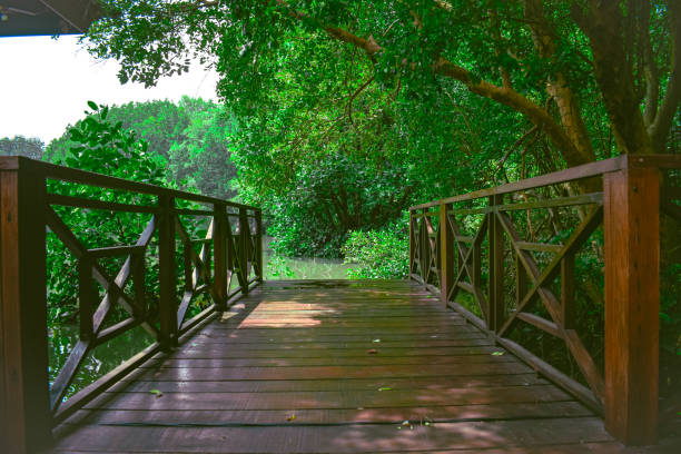 Wooden bridge fenced over water and forest