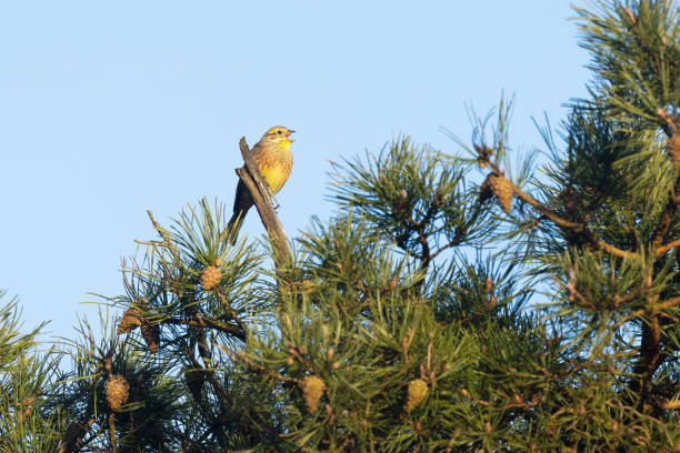 Little birds sitting on a tree in winter