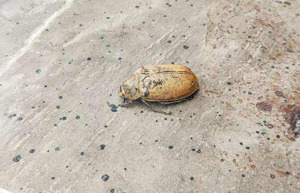 istock Cyphochilus Insect isolated cement floor 2191738771