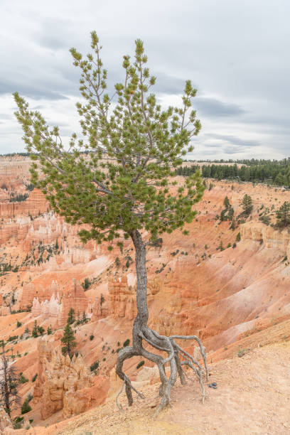 Tree growing in Bryce Canyon National Park, Utah, USA