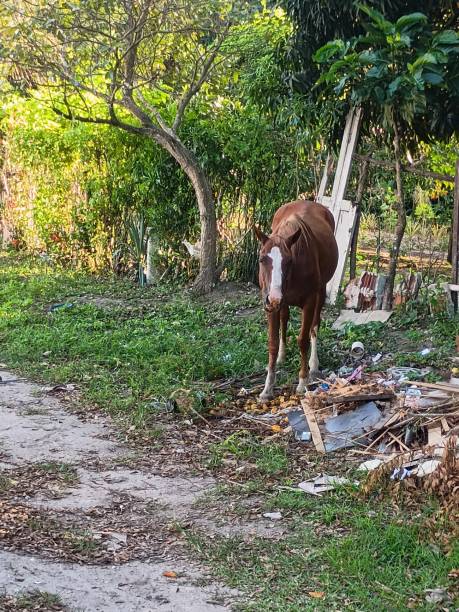 istock horse in the trash 2191739315